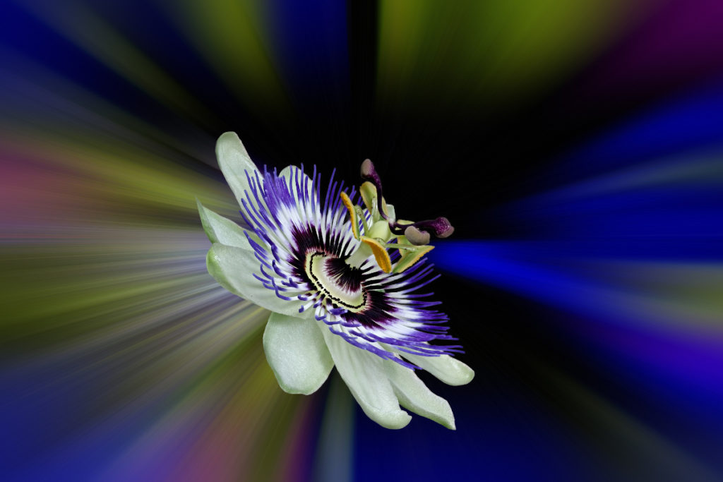 Passionsblume