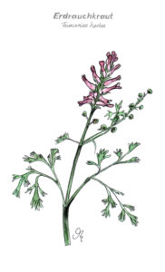 Erdrauchkraut