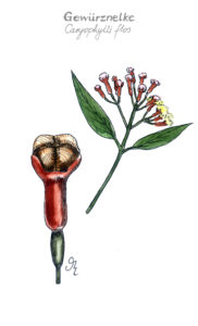 Gewürznelke