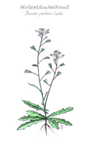 Hirtentäschelkraut