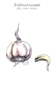 Knoblauchzwiebel
