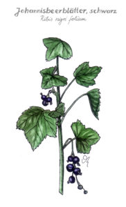 Schwarze Johannisbeere
