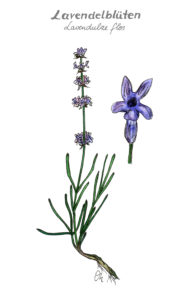 Lavendel