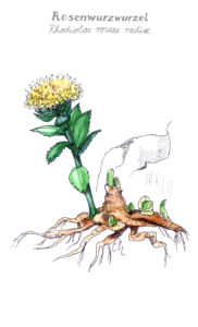 Rosenwurzwurzel