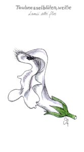 Taubnessel