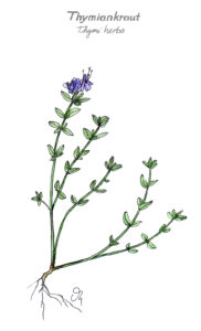 Thymiankraut