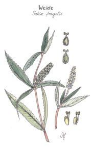Weidenrinde
